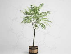 木桶树木盆栽木瓜树景观树木模型下载