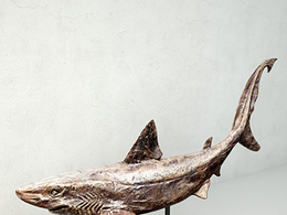 鲨鱼浮雕3D模型 TurboSquid – Relief of a Swimming Shark (C4D/MAX/FBX格式)