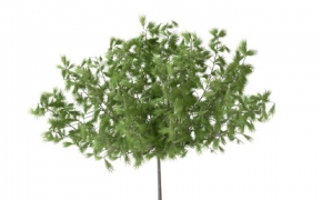 松树盆景C4D模型 Pine bonsai 3d model