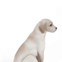 3D宠物模型：白色小狗 Dogs 3D models