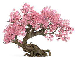 樱花树Cherry-blossoms