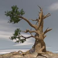 高精树木C4D模型（C4D/OBJ）trees