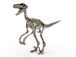 恐龙化石C4D模型 skeletal raptor 3d model