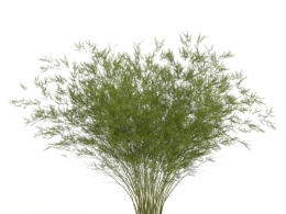 【高品质竹子3D模型】多格式支持.blend/.c4d/.obj格式含完整贴图材质高精度建模竹植物素材bamboo c4d model