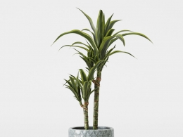 CINEMA 4D室内绿植：纹理灰色花盆中的高大龙血树建筑感直立叶片照片级真实3D植物模型C