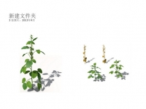 Xforg-植物模型-Agriculture：黄豆C4D模型 Soybean 3d model