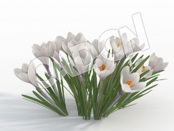 C4D白色花卉白番红花模型 Crocus_J