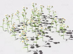 甘菊植物C4D模型 pattern_camomile-1