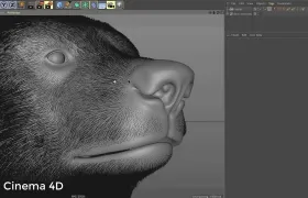 Ephere发布C4D毛发和羽毛系统插件Ornatrix for Cinema 4D beta