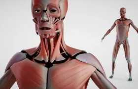 人体器官 人体解剖C4D模型 DOSCH 3D: Human Anatomy
