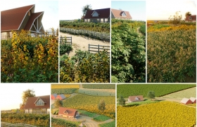 15种农作物植物3D模型合集玉米小麦水稻花生马铃薯向日葵燕麦大麦木薯糜子黑麦荞麦高粱 ...